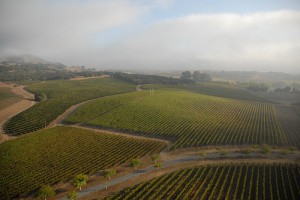 Hudson Vineyard