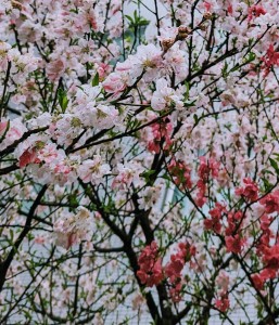 桜