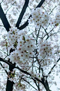 水曜日２４－１３７
