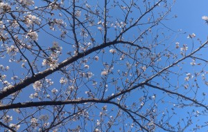 桜