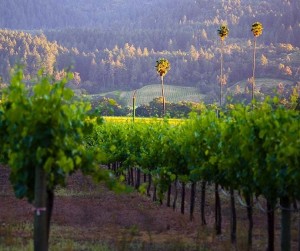 ダックホーン３